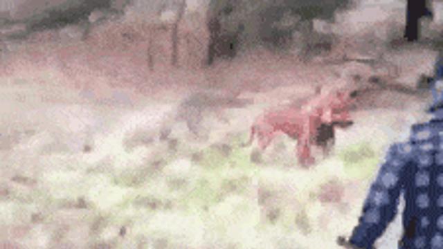 호주에서 캥거루에게 헤드락당한 개를 구하는 법.gif,,