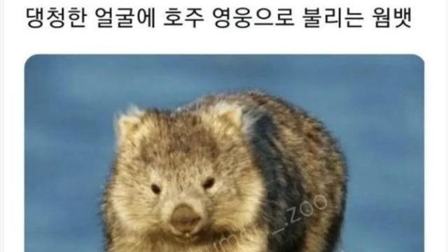 호주에서 영웅 취급 받는 다는 동물		…
