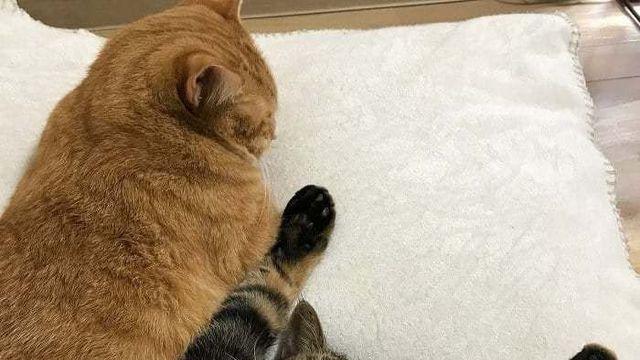 서로 앵기면서 노는 고양이 세마리⋯!
