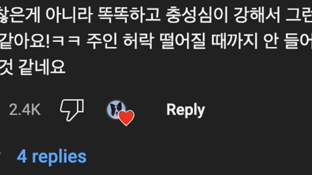 보더콜리????는 문을 못 여는 게 아님❌:)