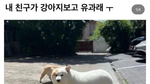 이게 무슨 강아지야 유과지 유과⋯!