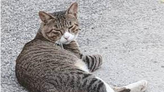 실시간 길냥이 교육 시키기.