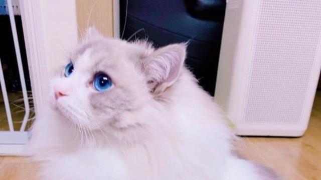 귀여운 랙돌 고양이 모음.jpg!?
