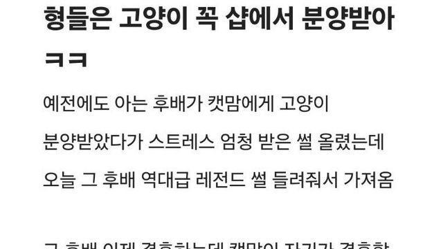 고양이 입양자 결혼까지 간섭하려는 캣맘