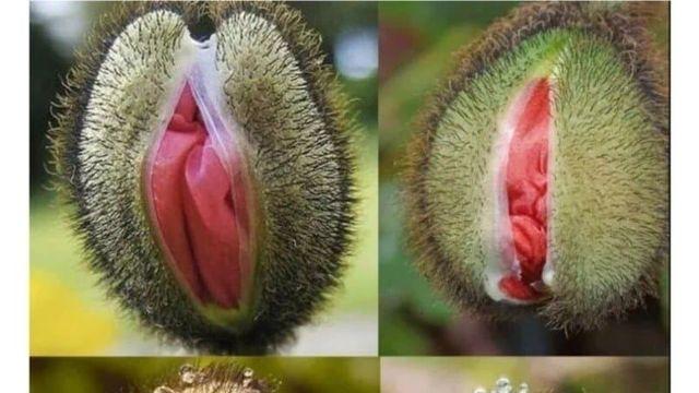 꽃이 개화하기 전의 양귀비.jpg:)