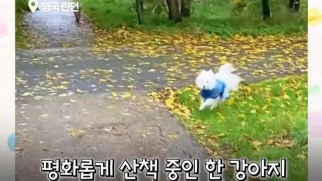 우연히 여우를 만난 강아지의 예상치 못한 반응.jpg
