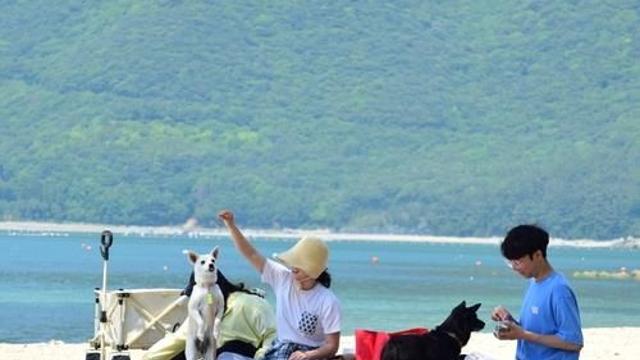 [전국 레이더] 전용 해수욕장에 테마파크까지…반려동물 친화정책 봇물