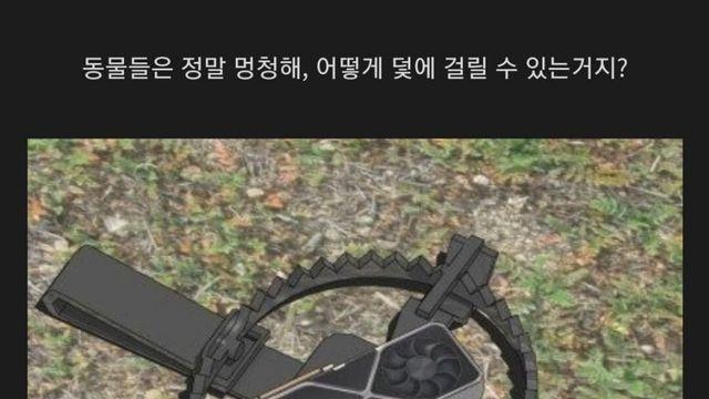 동물들이 덫에 걸리는이유