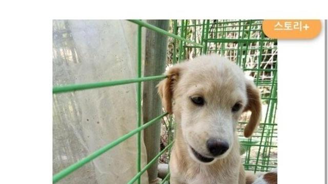 보호소에서 입양 된 강아지의 전후 변화 .jpg