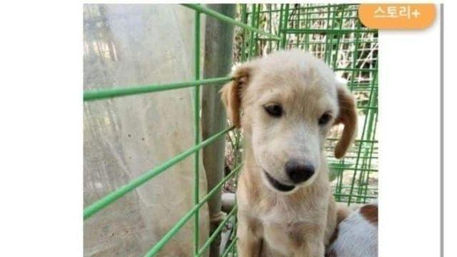 보호소에서 입양된 강아지 전후 변화,,