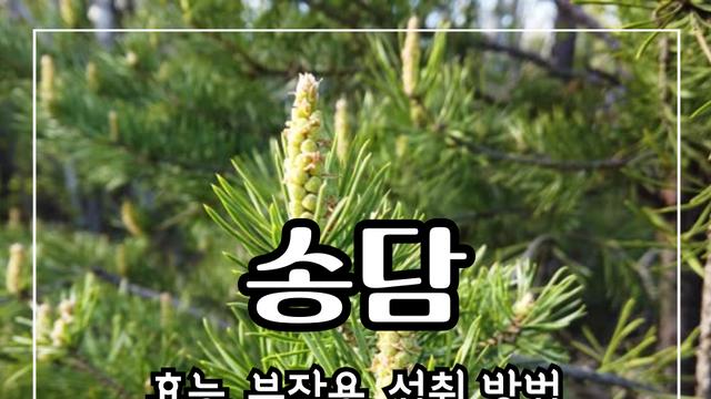 송담 효능 10가지 및 부작용 및 섭취 방법