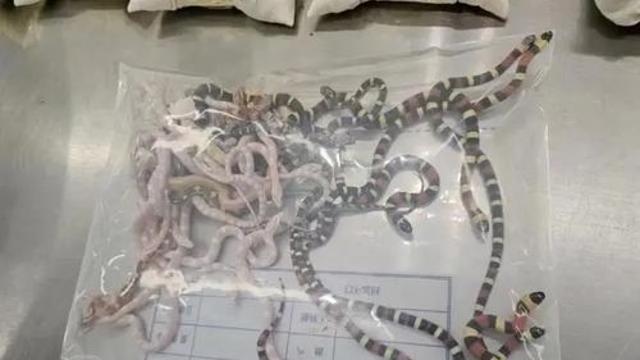 바지에 몰래…中, 살아있는 뱀 104마리 밀수 시도 여행객 적발