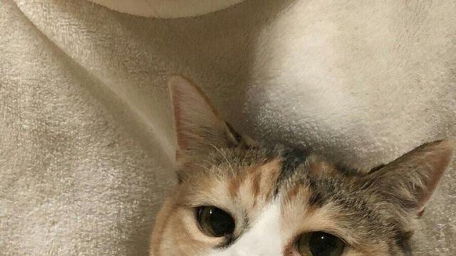 발톱 깎아서 슬픈 고양이:)