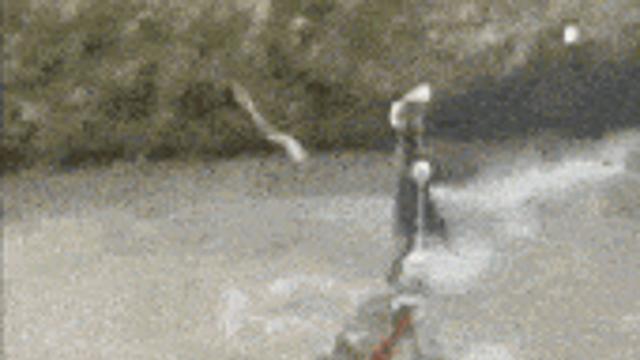 연어 낚시.gif,,