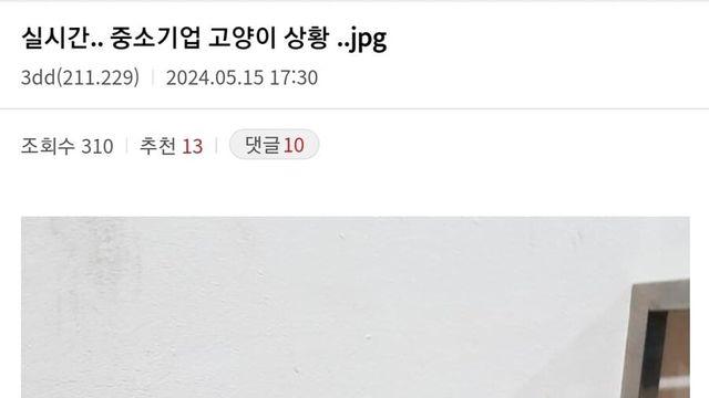 회사 고양이 특징..