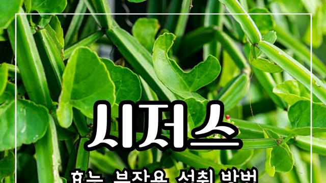 시저스 효능 10가지 부작용 및 주의사항
