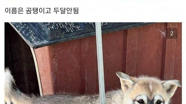 안경쓰고 태어난 댕댕이