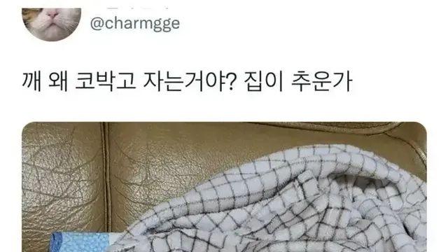 고양이가 코박고 자는 이유.jpg:)