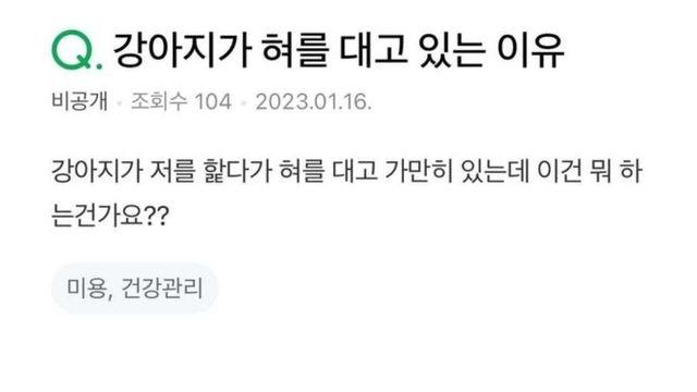 강아지가 혀 대고 가만히 있는 이유wow