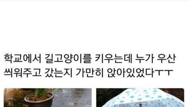 비 오는 날 우산 선물 받은 길냥이.jpg⋯