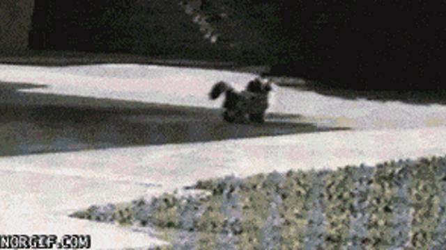 저랩 괴롭히면 안되는 이유.gif,,