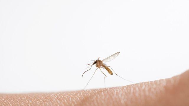 가려움 덜어주는 '모기 침 제거기', 정말 효과 있을까?