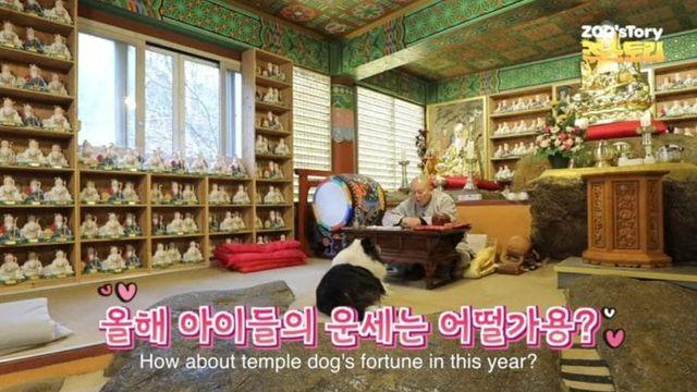 같이 사는 댕댕이들 사주 봐주는 스님