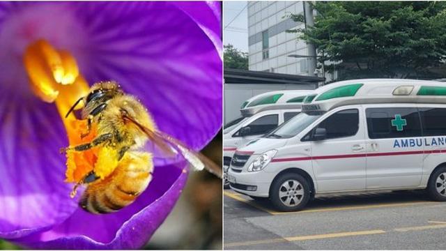 벌에 쏘여 의식을 잃은 60대... '이것' 덕분에 생명 건졌다
