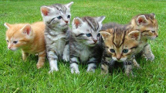 '아파트 길냥이' 4마리 의문사…알고보니 '타살 아니다'?