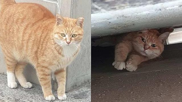아파트 옥상서 4년간 살던 길고양이가 갑자기 장애를 얻은 이유 [함께할개]