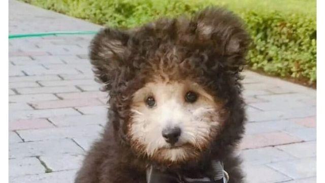 헐 강아지 덥게 왜 그런걸 입혀요:)
