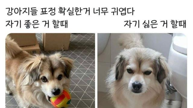 강아지들 표정 확실한거 너무 귀엽다⋯!