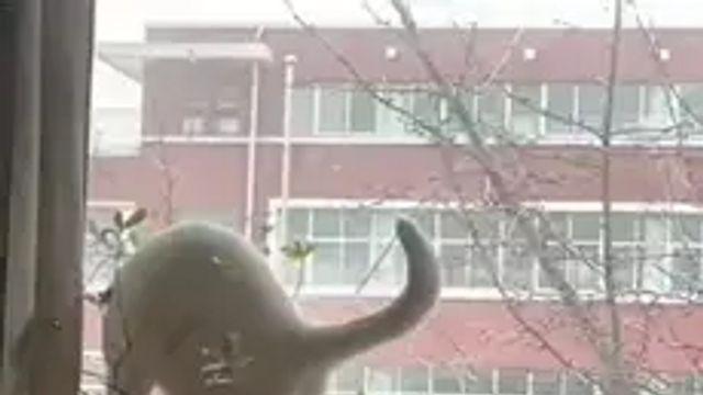 고양이 키우고 싶어지는 짤gif:)