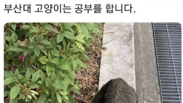 전국 대학교 고양이 자랑대회.jpg??!