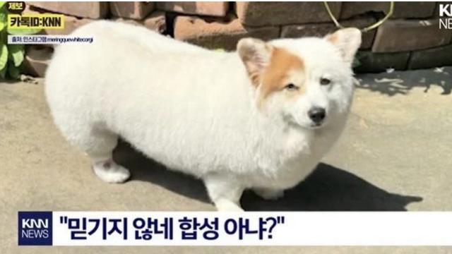 전통과자 유과 닮은 강아지. “믿기지 않네. 합성 아냐?”wow