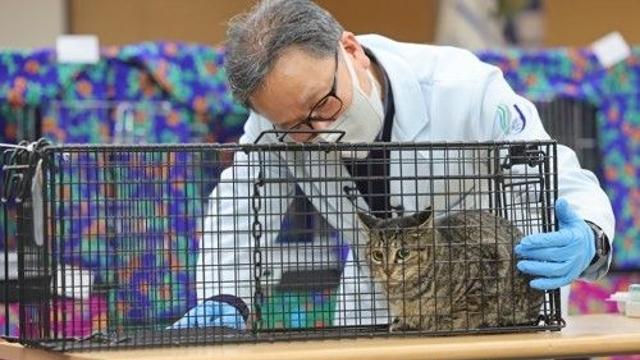 제주에 유기 고양이 돌보는 '고양이 도서관' 생긴다