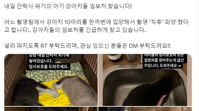 내일 안락사 위기의 아기 강아지들 임보처 찾습니다!⋯!