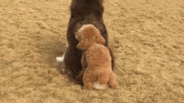 멍멍이의 여운.gif,,