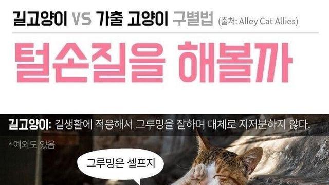 쉽게보는 길고양이와 가출고양이 구별법.jpg!!!