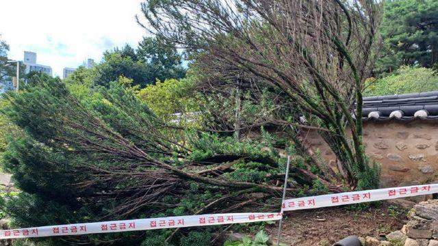 [WHY이슈현장] 무너지고, 쓰러졌다…기후변화에 문화유산 '몸살'