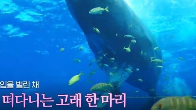 2km 밧줄에 턱이 '칭칭'... 친구 고래 구조나선 다이버.jpg