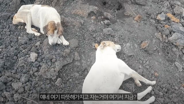 인간 따라 화산에 오른 강아지들의 최후.jpg!!!