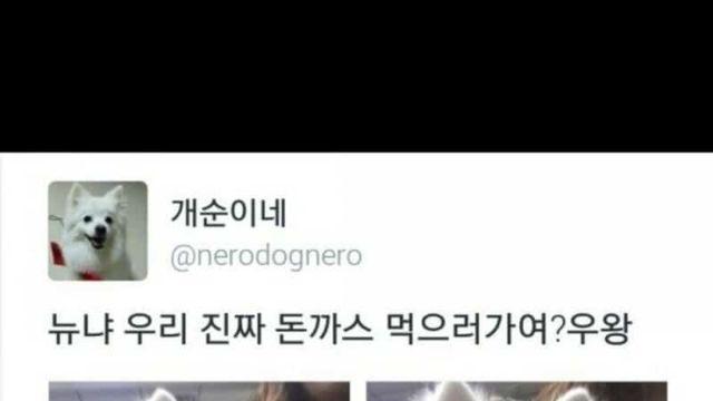 돈까스 먹으러가는 강아지..