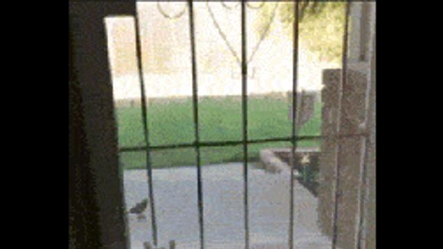 고양이와 강아지의 다른점.gif,,