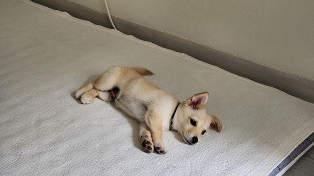 강아지 키우는 이유⋯