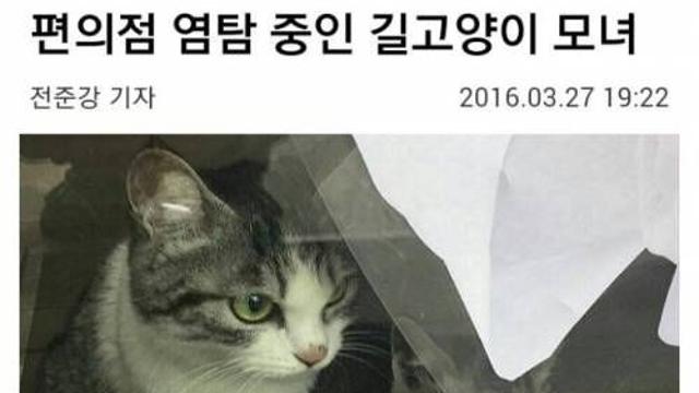 편의점 염탐 중인 길고양이 모녀.jpg,,