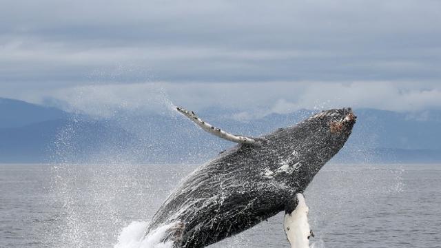 지금부터 가을까지 캐나다에서 ‘고래 관찰’ 할 수 있는 곳
