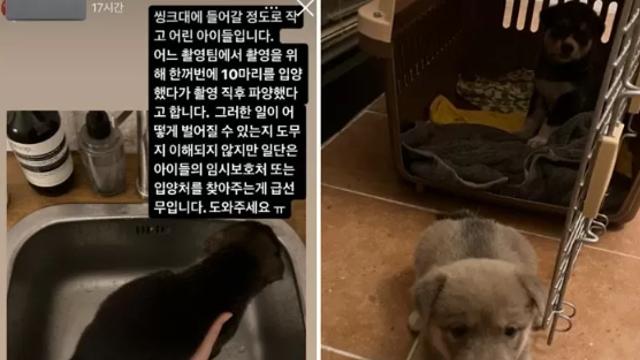 입양 하자마자 파양, '촬영 위한 소품' 취급 받은 강아지... 입양처 찾아