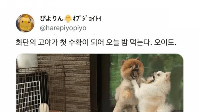 싱글벙글 사이좋은 강아지들.jpg!!!