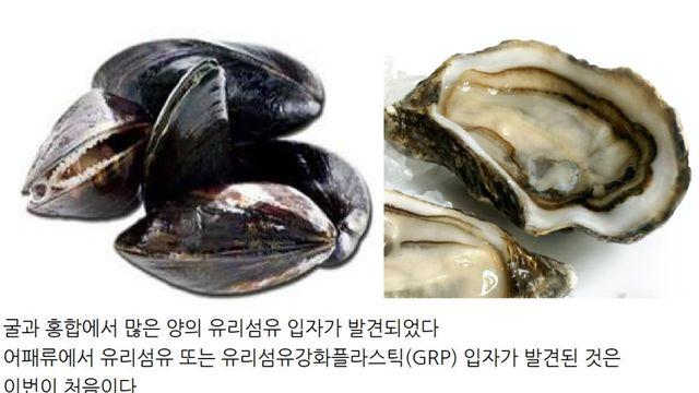 굴, 홍합에서 유리섬유 입자 발견